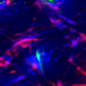 Meet your Posher, Rafael